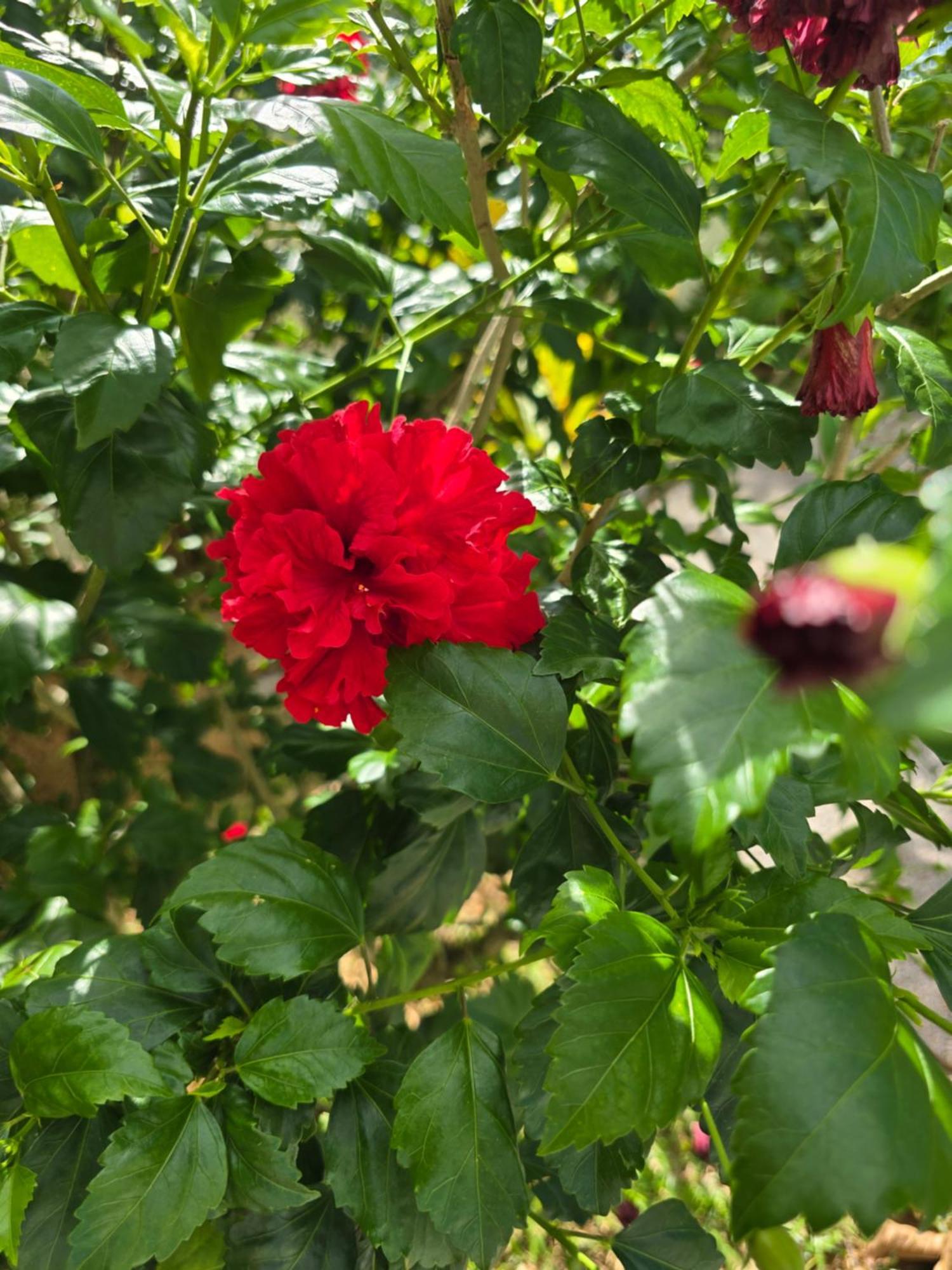 Emma'S Guest House And Self-Catering Au Cap Εξωτερικό φωτογραφία